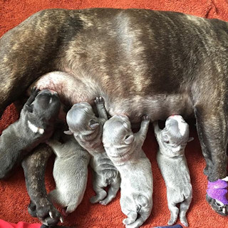 Frenchies are good mothers